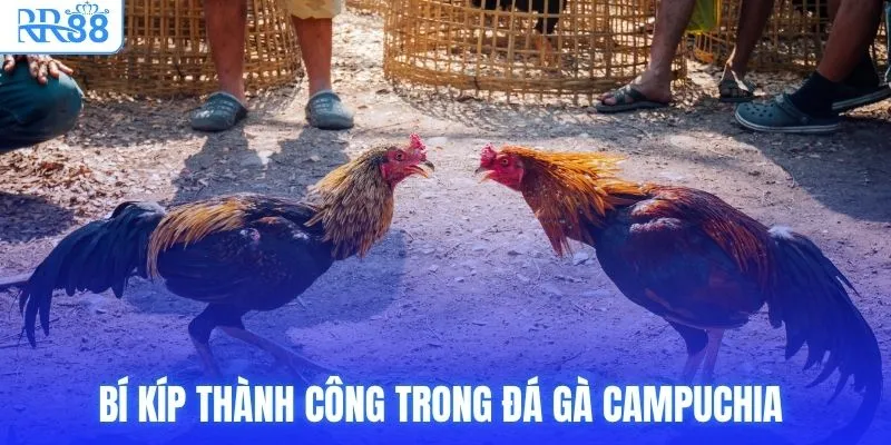 RR88 Trực Tiếp Đá Gà Campuchia Thomo Full HD Nét Căng 4 Bí kíp thành công trong đá gà Campuchia