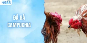 RR88 Trực Tiếp Đá Gà Campuchia Thomo Full HD Nét Căng