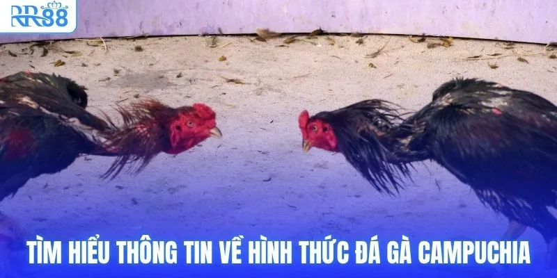 RR88 Trực Tiếp Đá Gà Campuchia Thomo Full HD Nét Căng 2 Tìm hiểu thông tin về hình thức đá gà Campuchia